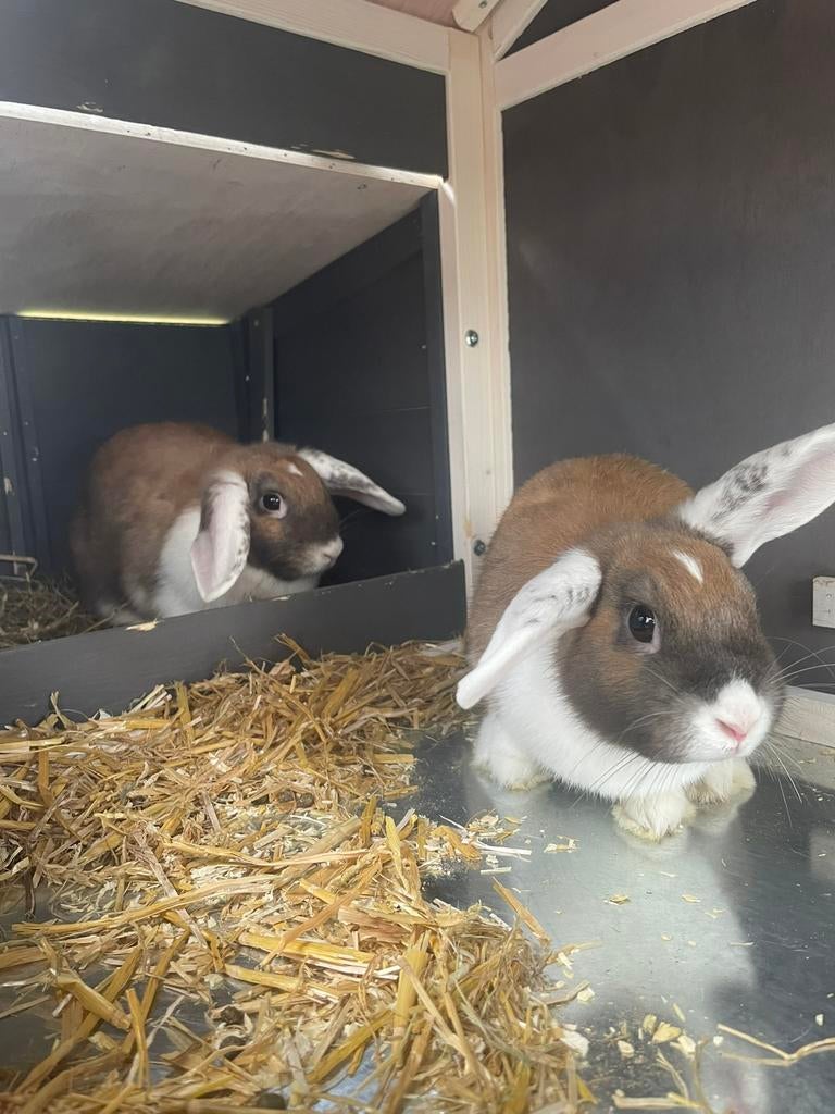 Twee konijntjes, Dieren en Toebehoren, Vrouwelijk, Dwerg, Hangoor, 0 tot 2 jaar