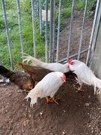 Jeunes coqs et poules Onagadori, Animaux & Accessoires, Plusieurs animaux, Poule ou poulet