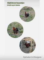 Zijdehoen haantjes gratis