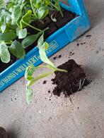 Courgetteplanten tosca, Ophalen