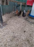 Trio hollandse krielen die mogen verhuizen, Dieren en Toebehoren, Pluimvee