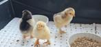 Poulets Brahma couchant des œufs, Animaux & Accessoires, Mars