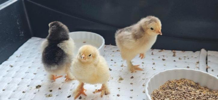 Poulets Brahma couchant des œufs, Animaux & Accessoires, Animaux Autre, Mars