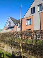 Erable vert ( arbre), Jardin & Terrasse, Plantes | Arbres, Autres espèces, Enlèvement, Ombre partielle, Printemps