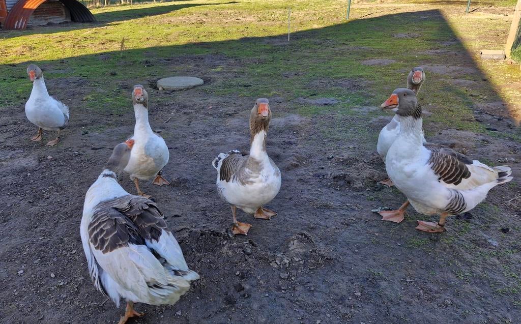 Broedeieren van vlaamse ganzen, Dieren en Toebehoren