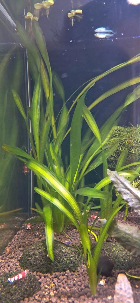 Aquariumplanten (3 soorten), Animaux & Accessoires, Poissons | Poissons d'aquarium, Poisson d'eau douce, Autres types