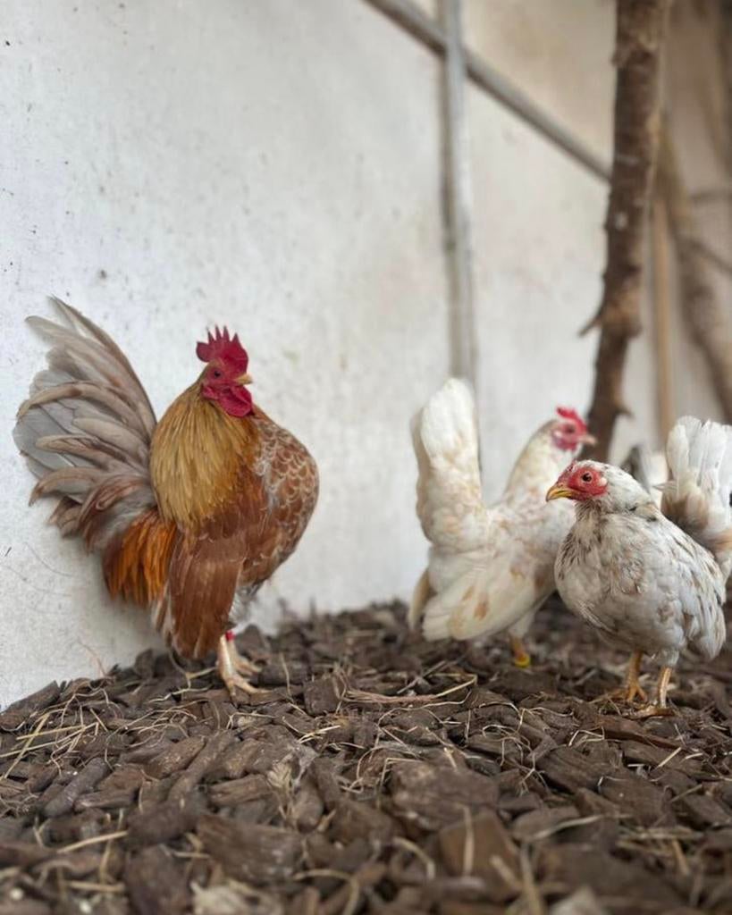 40 serama broedeieren, Animaux & Accessoires, Volatiles