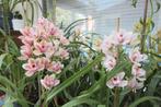 Orchidées, Maison & Meubles, Plantes d'intérieur, Autres espèces, En pot, Plante à fleurs, Moins de 100 cm