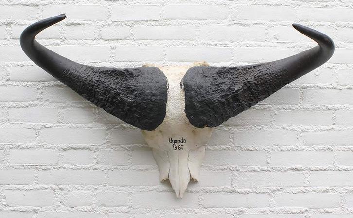 Schedel KAAPSE BUFFEL / KAFFER BUFFEL Oeganda 1967 (gewei), Verzamelen, Dierenverzamelingen, Gebruikt, Schedel, Wild dier, Ophalen