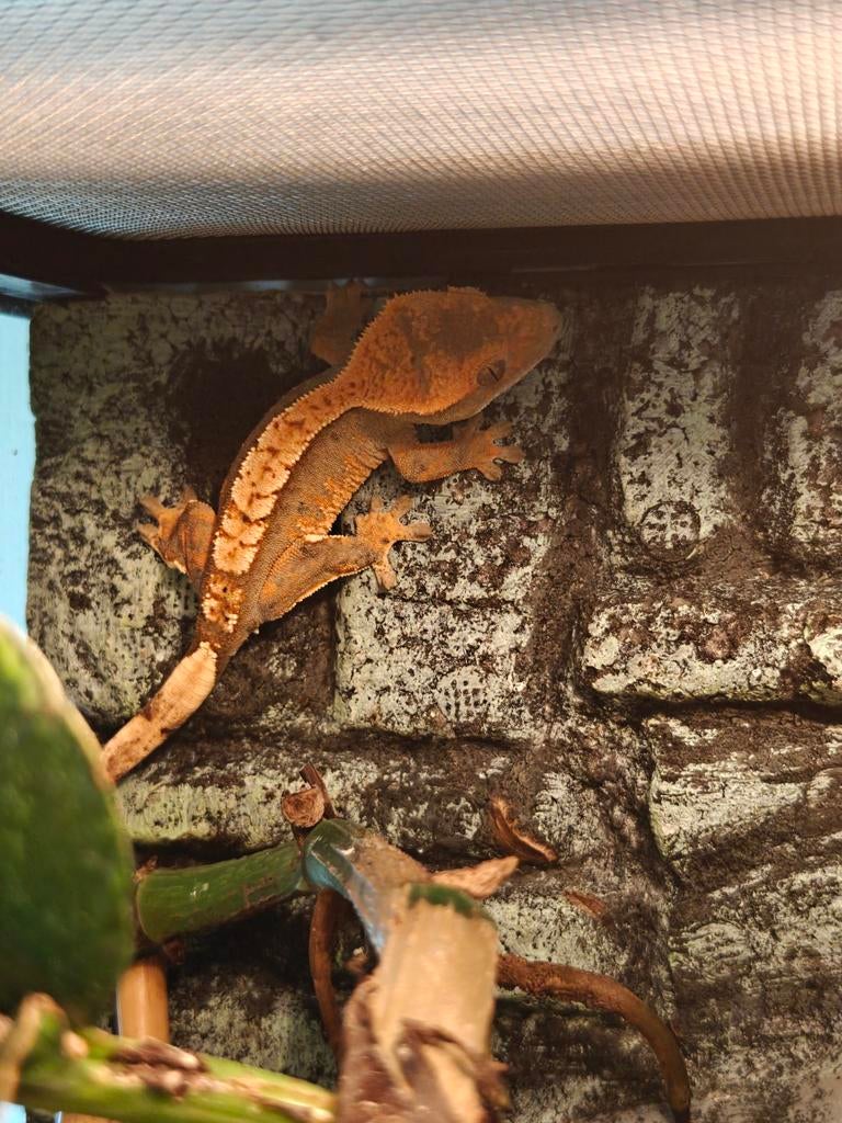 Wimpergecko 2025 Harlequin/halloween, Dieren en Toebehoren, Overige soorten, 0 tot 2 jaar