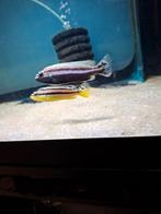 Cichlides malawi melanochromis auratus