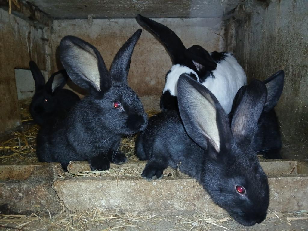 reuzevlinder lotharinger