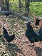 Broedeieren ayam cemani, Dieren en Toebehoren