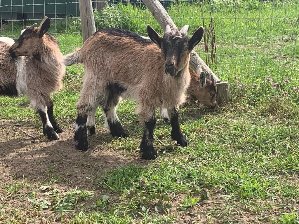Geitenbokje, Dieren en Toebehoren, Geit