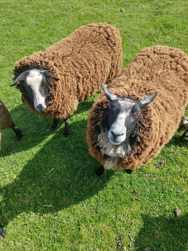 Te koop  4 jonge vrouwelijke schapen bieden vanaf 225€ stuk, Dieren en Toebehoren