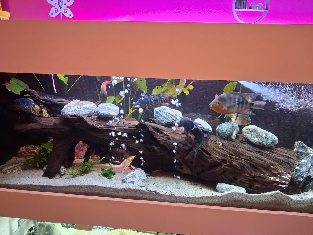 Tres grosse souche d arbre 110cm de long echange possible.., Enlèvement