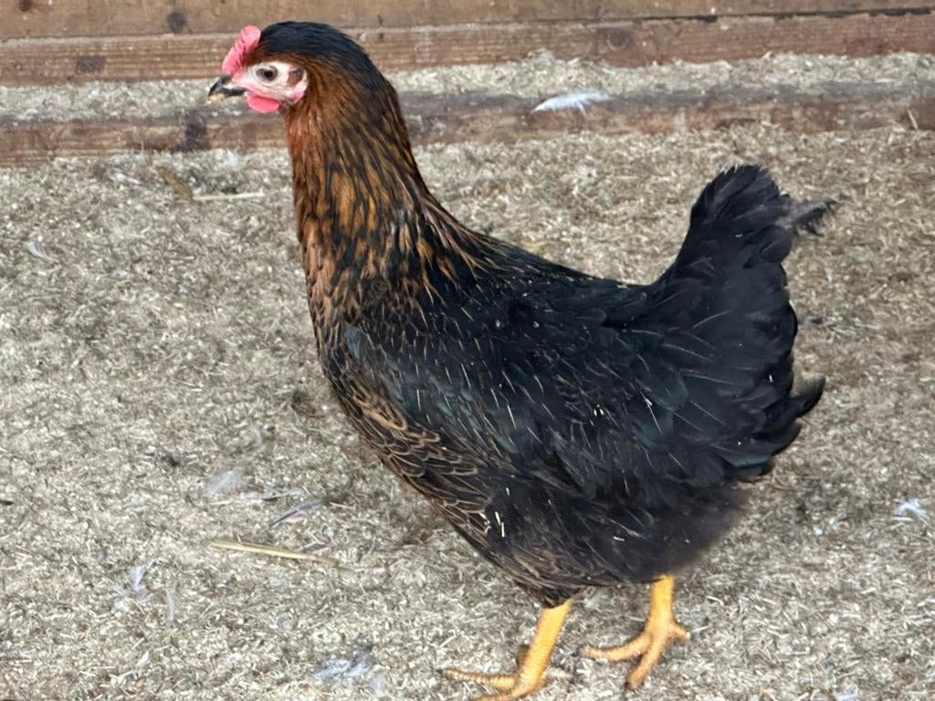 Legkippen ruime keuze: paasweekend open 10-16uur