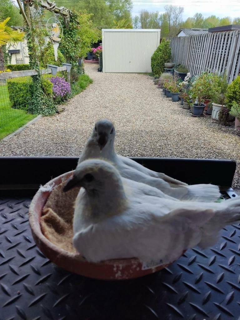 Belgische tentoonstellings postduiven, Dieren en Toebehoren, Postduif