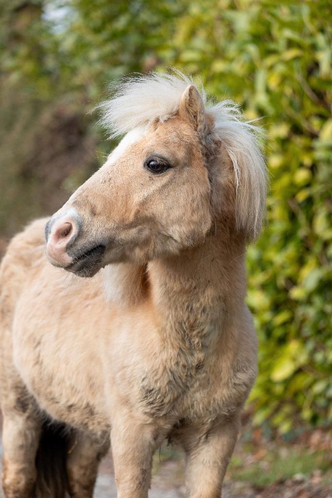 Palomino hengstje, Dieren en Toebehoren, Paarden, Hengst, 11 jaar of ouder, Met stamboom, Gechipt, Ontwormd