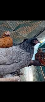 Kippen, Dieren en Toebehoren