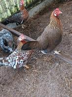 1 Engelse krielen hen en broedeieren, Dieren en Toebehoren, Vrouwelijk, Kip