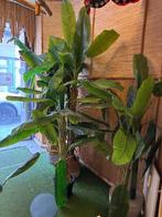 +ou-60 plantes artificielles (du tamtam Charleroi), mobilier, Articles professionnels, Enlèvement, Utilisé, Autres types