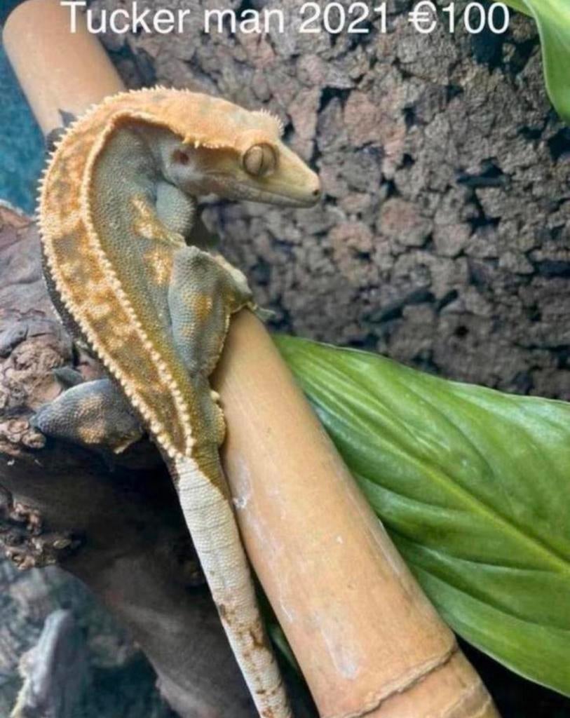 Wimpergekko, Animaux & Accessoires