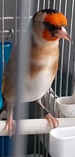 femelle chardonneret parva d'Algérie baguè 2.5 2025, Animaux & Accessoires, Femelle, Oiseau chanteur sauvage, Domestique