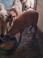 Kameroen ooi schaap, Dieren en Toebehoren, Schapen, Geiten en Varkens, Vrouwelijk, Schaap, 0 tot 2 jaar