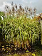 Gratis af te halen, sierpluim, Tuin en Terras, Ophalen