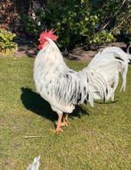 Bonte leghorn broedeieren, Dieren en Toebehoren, Kip