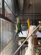 Halsbandparkiet 2024 te koop – €100, Sexe inconnu, Perruche, Bagué