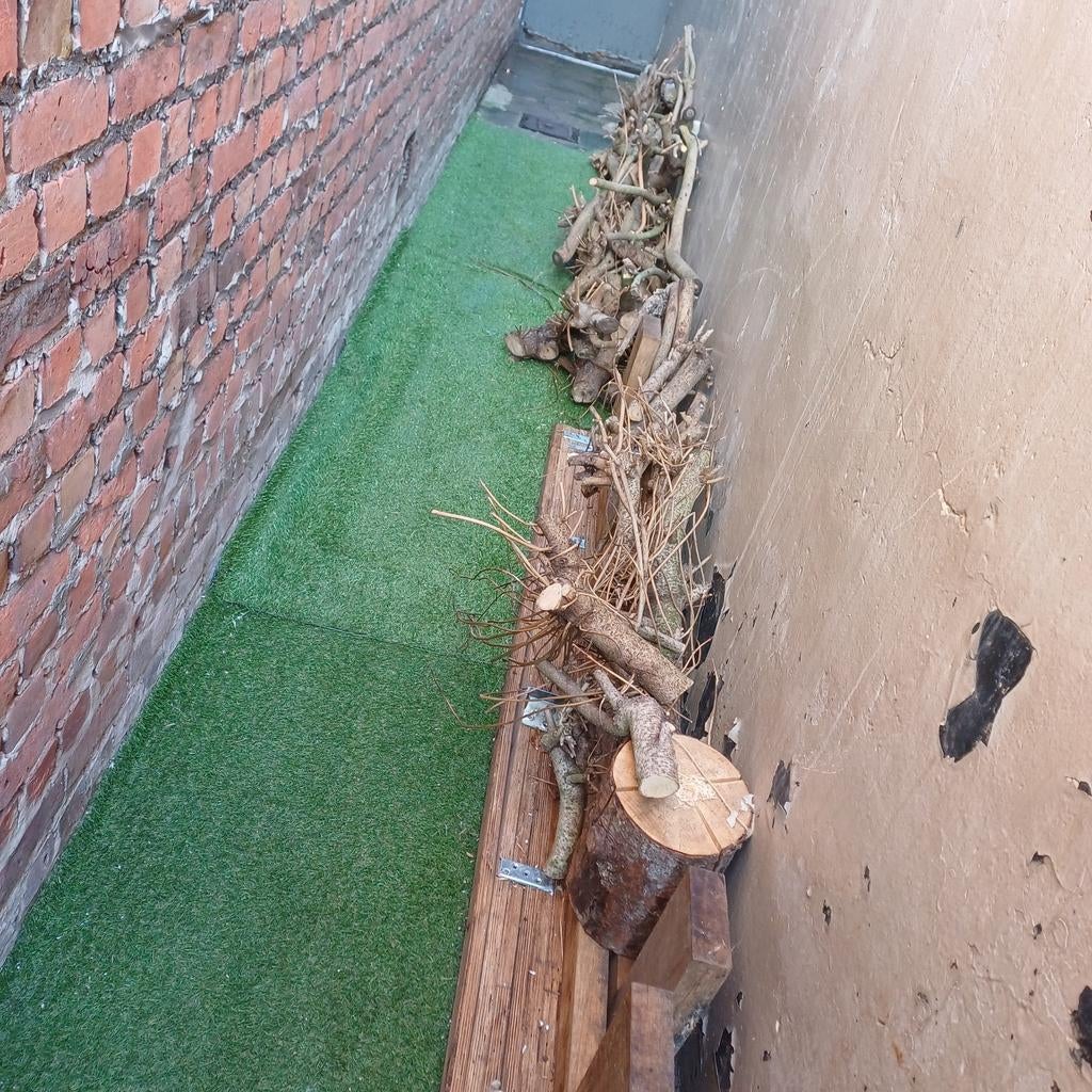 Brandhout dikke droge takken boom, Ophalen, Takken