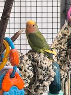 Dwergpapegaai agapornis roseicollis, Dieren en Toebehoren, Vogels | Parkieten en Papegaaien