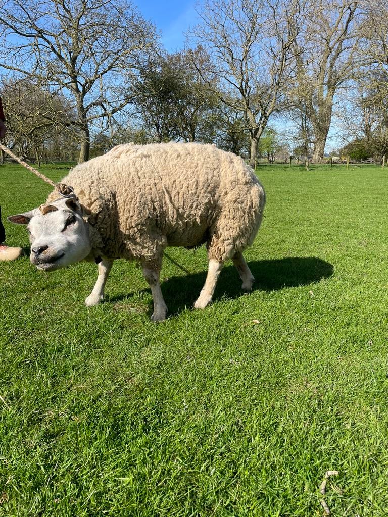 Mooie texelaar fok ram