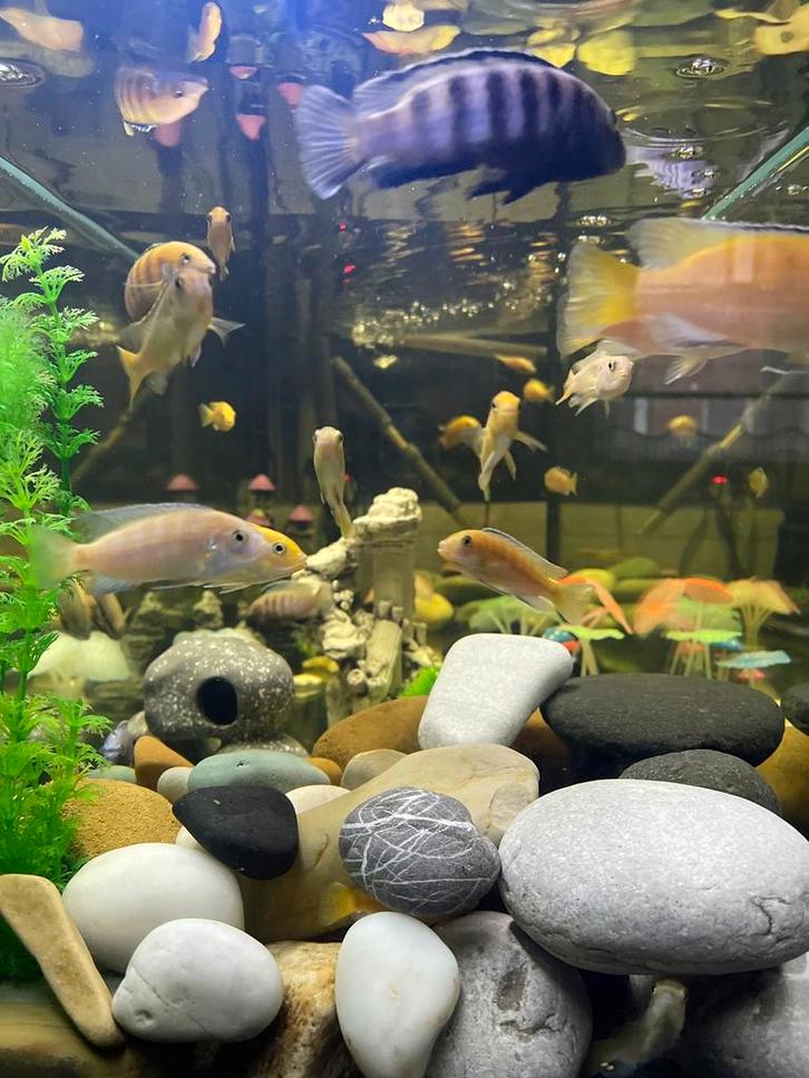 Prachtige Afrikaanse cichliden te koop, Dieren en Toebehoren, Vissen | Aquariumvissen