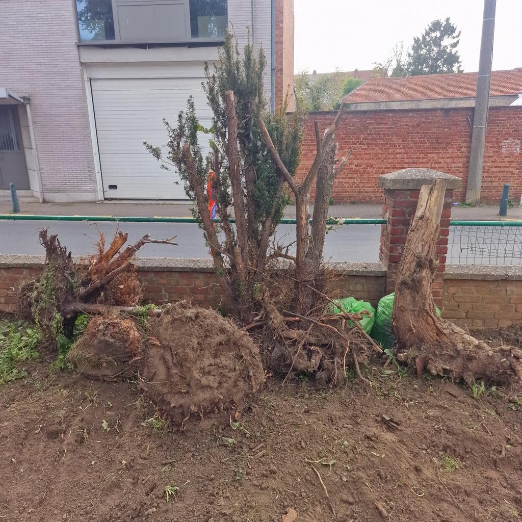 Boomstronken gratis, Enlèvement