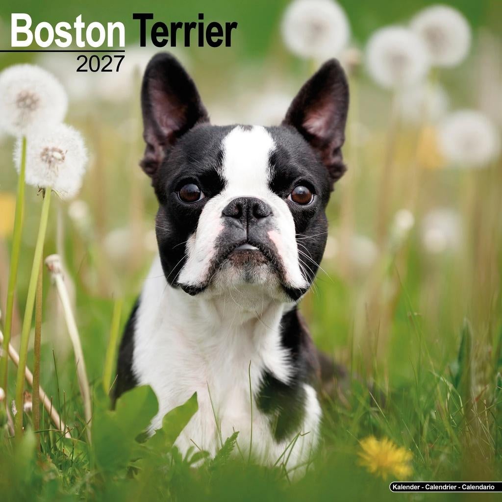 Calendrier Boston Terrier 2027 en précommande, Divers, Calendriers, Neuf, Calendrier annuel, Envoi
