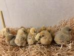 Kuikens te koop, Dieren en Toebehoren, Pluimvee, Geslacht onbekend, Kip