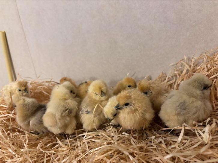 Kuikens te koop, Dieren en Toebehoren, Pluimvee, Kip, Geslacht onbekend