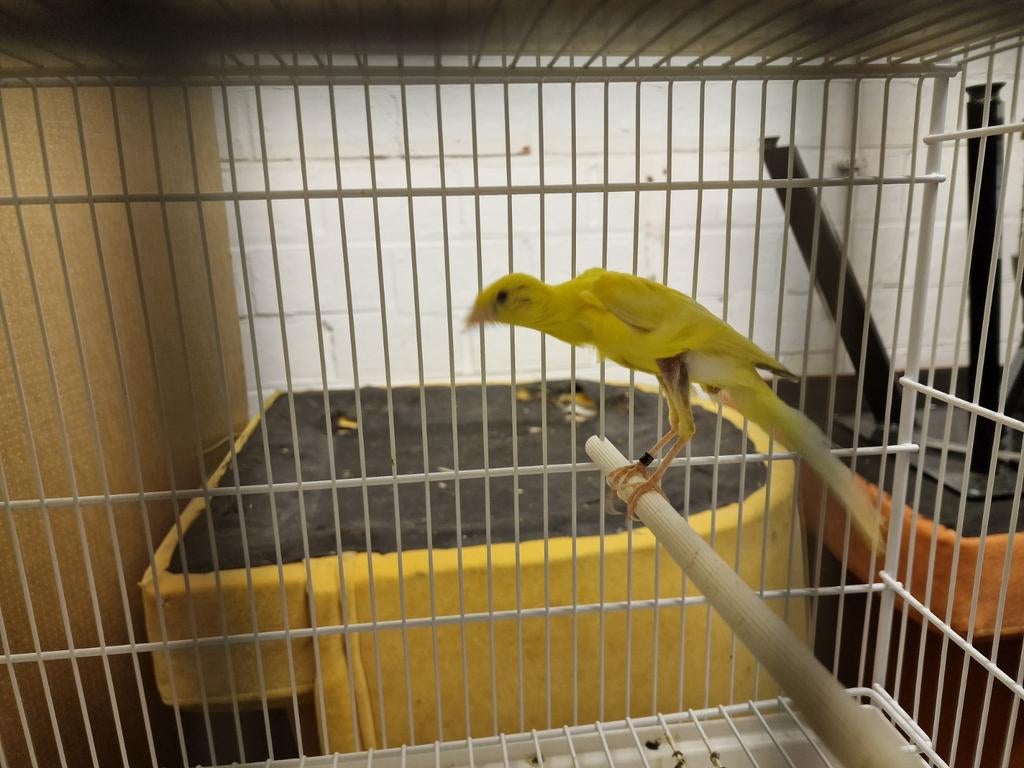 Topkwaliteit Gibber Italicus (2025) – Onverwante Koppels, Dieren en Toebehoren, Vogels | Kanaries