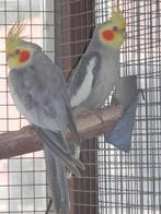pale fallow valkparkieten, Dieren en Toebehoren, Meerdere dieren, Parkiet, Geringd
