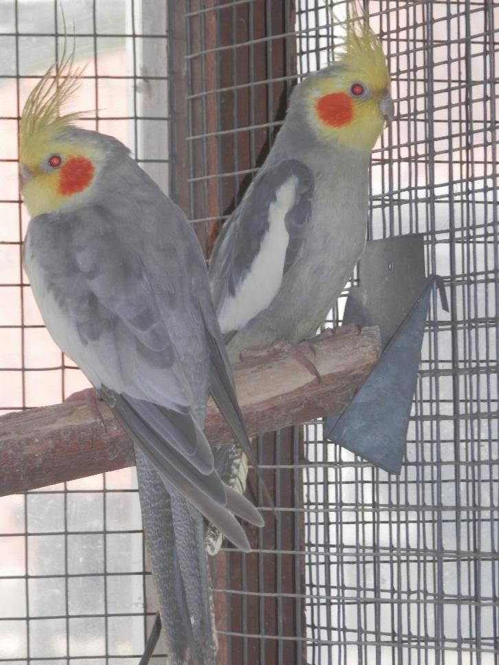 pale fallow valkparkieten, Dieren en Toebehoren, Vogels | Parkieten en Papegaaien, Parkiet, Meerdere dieren, Geringd