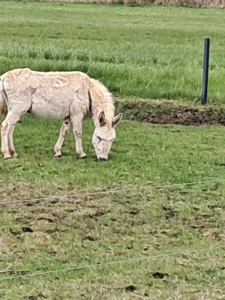 Ezel hengst, Animaux & Accessoires, Animaux Autre, Mâle, Juin