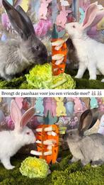 Raszuivere Duitse reuzen met identificatie boekje, Animaux & Accessoires, Lapins, Plusieurs animaux, Grand, 0 à 2 ans