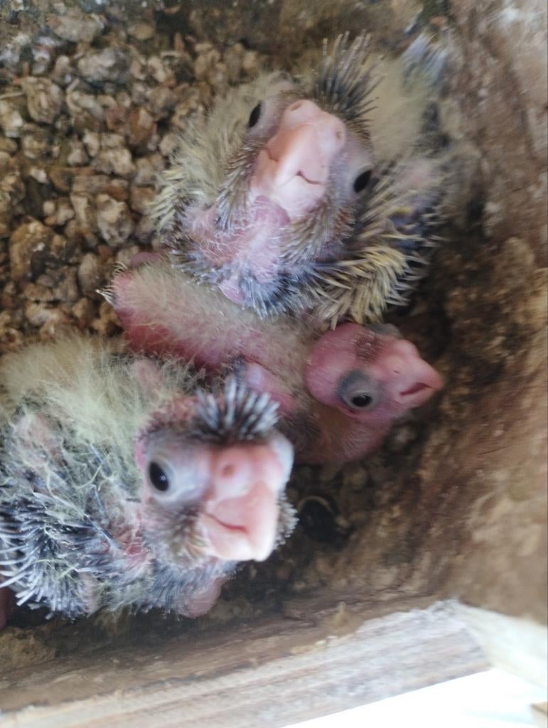 Calopsitte, Februari