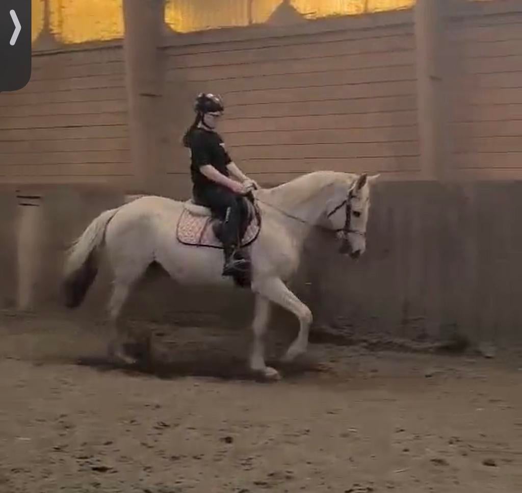 Chouette jument palomino, Animaux & Accessoires, Poneys, Jument