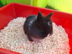 Jonge leeuwenkopjes konijntjes 8 weken oud, Animaux & Accessoires, Lapins
