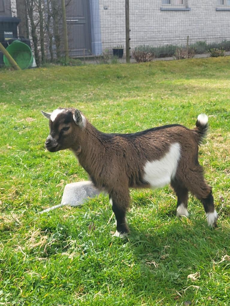 Dwerggeit bokje(alle vaccins gekregen), Dieren en Toebehoren, Schapen, Geiten en Varkens, Geit, Mannelijk, 0 tot 2 jaar