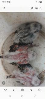 bourke, Dieren en Toebehoren, Vogels | Parkieten en Papegaaien, Geslacht onbekend, Papegaai